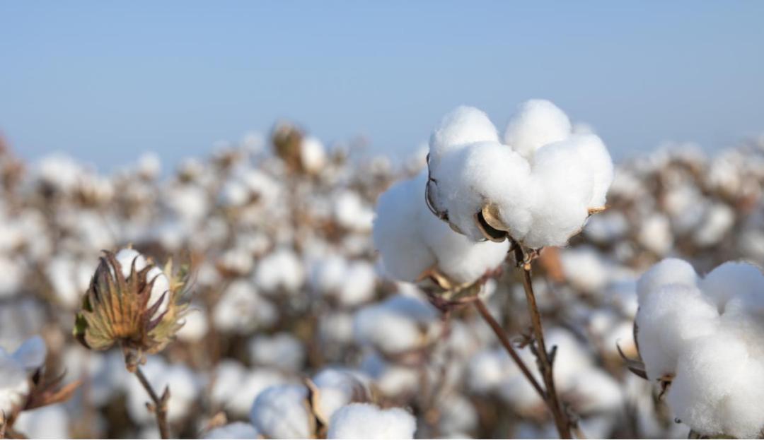 全棉时代廖美珍：品牌要恰到好处、正当其时地与用户互动