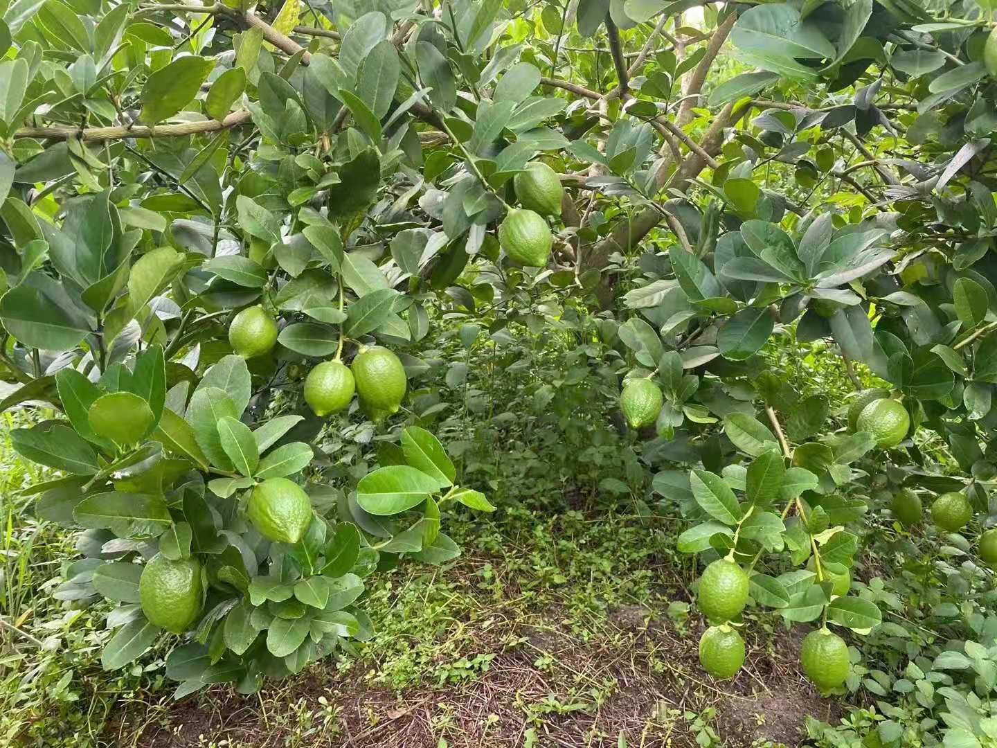 为什么买的香水柠檬不香,香水柠檬为什么那么香