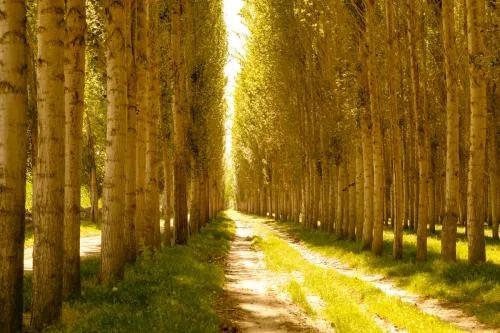 桉树与白杨树谁长得快,白杨树和桉树