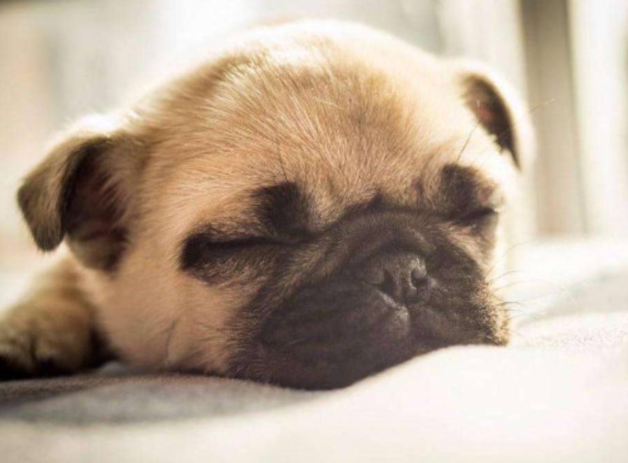 巴哥犬打喷嚏怎么回事,巴哥犬流鼻涕是感冒了吗