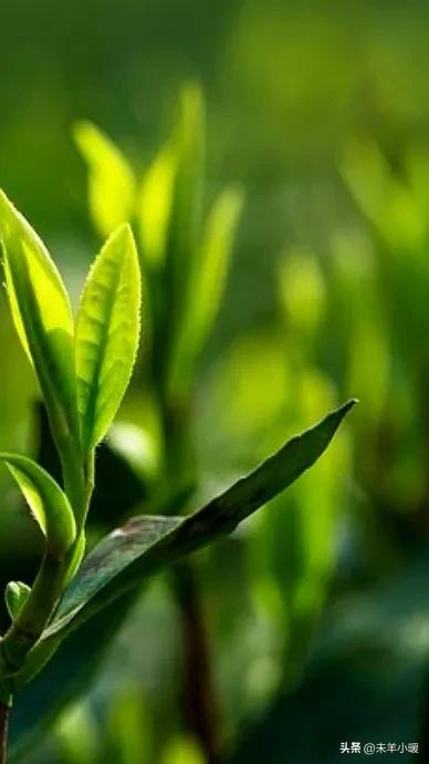 超清超美独一无二手机壁纸图片,养眼养心的壁纸