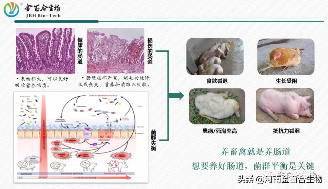 丁酸梭菌修复肠道,丁酸梭菌类似的肠道益生菌