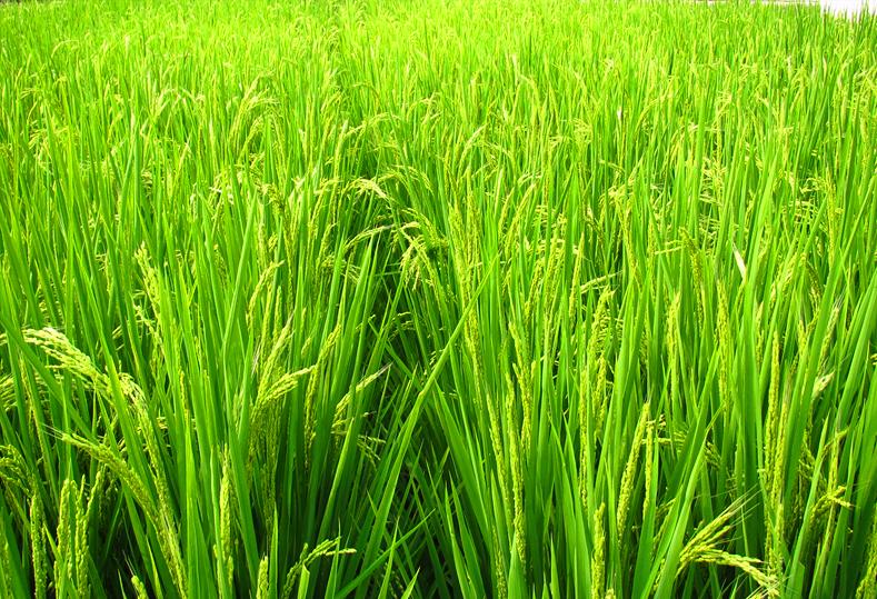 水稻种植技术研究中心,水稻种植技术与管理