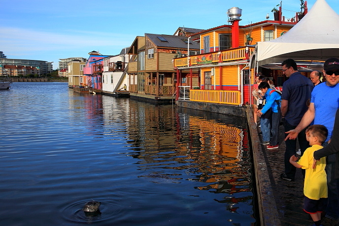 加拿大温哥华岛游记,温哥华维多利亚岛攻略