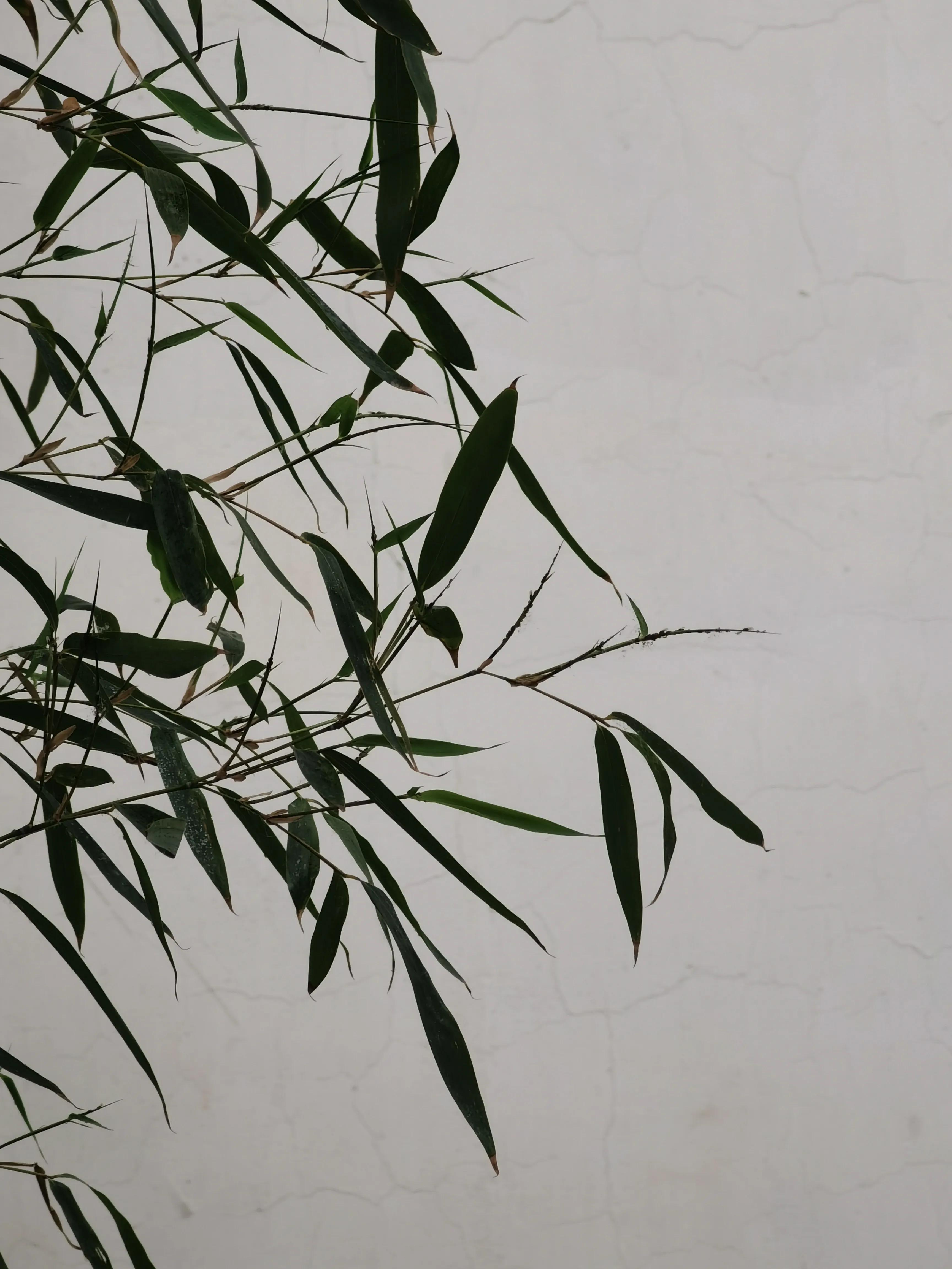 生活日记家的味道,生活札记300字