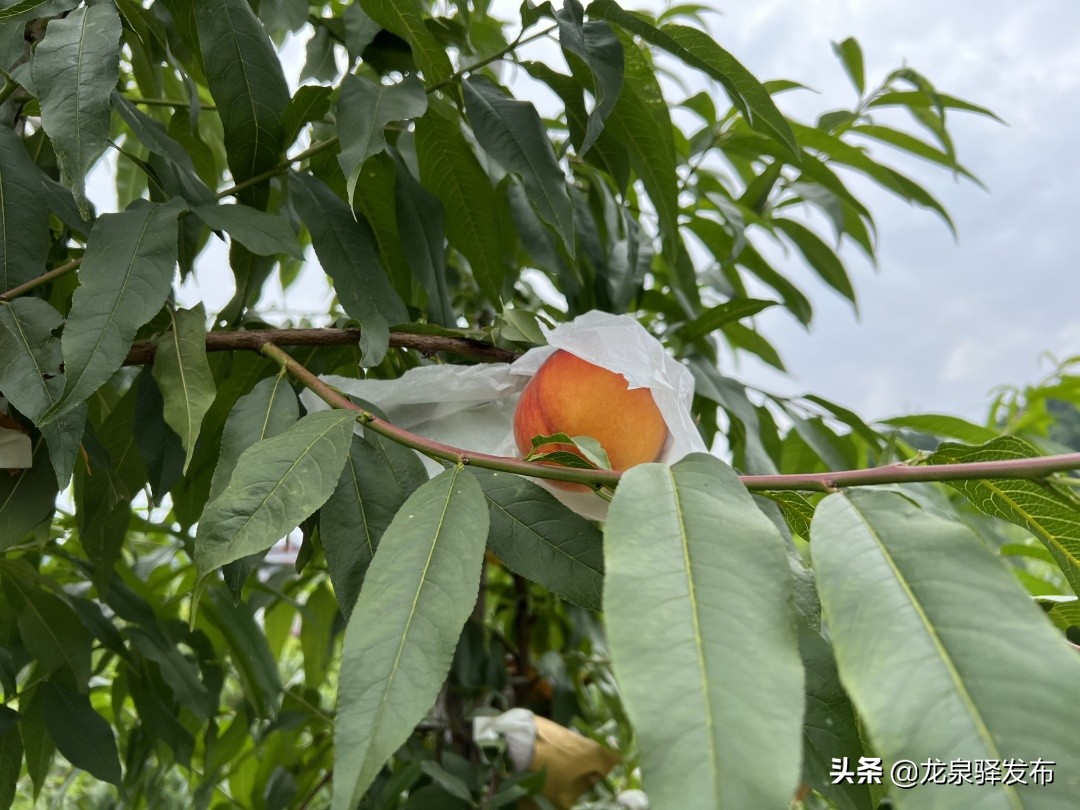 黄桃新品种中晚熟品种,晚黄金黄桃新品种介绍