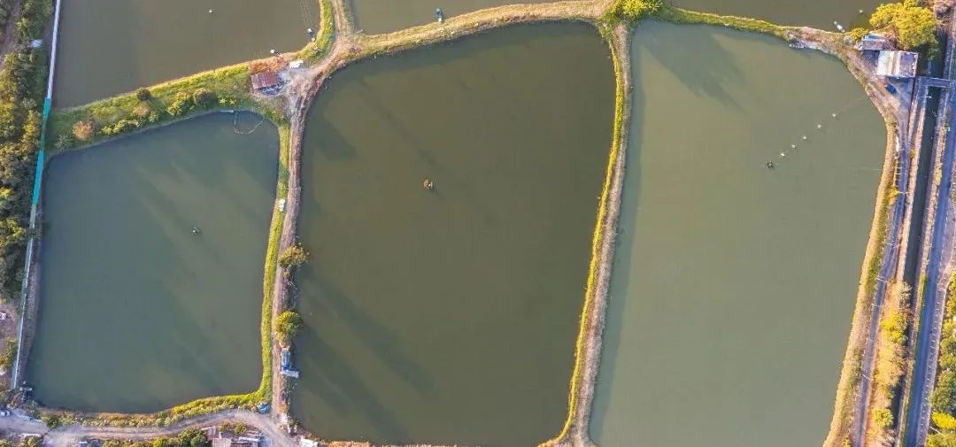 鱼塘水质ph值的高低怎么测,鱼塘亚盐和氨氮怎样才能保持平衡