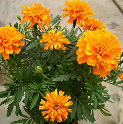 百花齐放春意浓群芳争艳,百花齐放喜迎新春