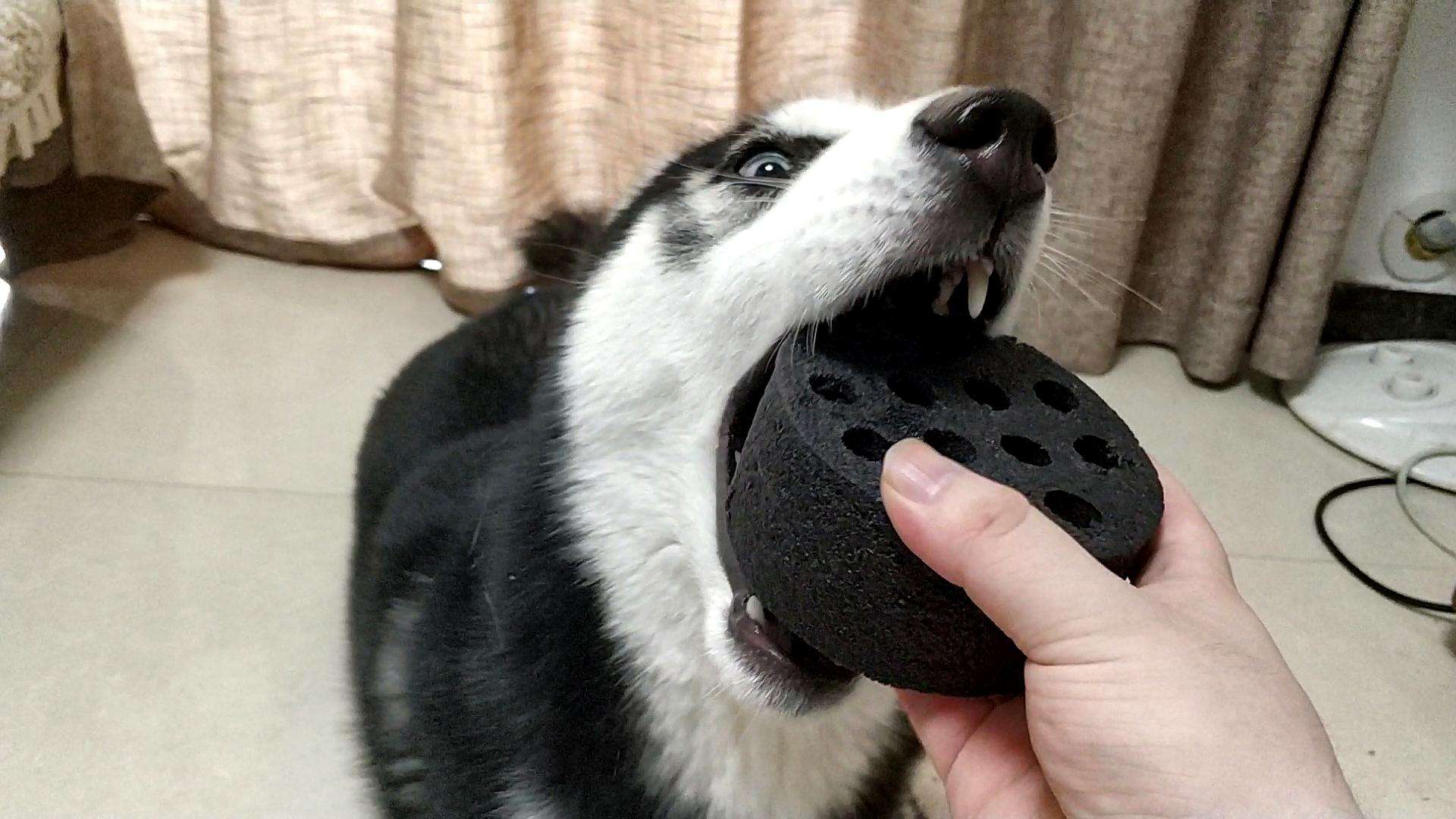 禁养的狗怎么养,39种中华田园犬城市禁养的狗