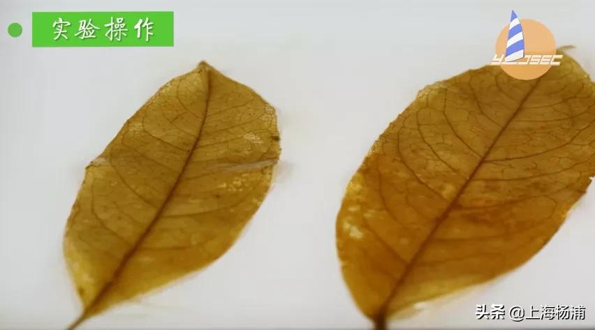 动手做一枚“叶脉书签”吧，好看又实用！【春节宅家手工】