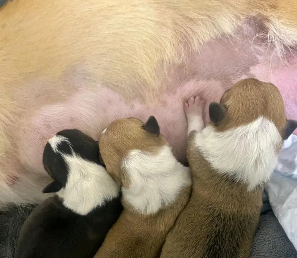 小婴儿哭被人扇巴掌,男子狂扇4个月婴儿原视频