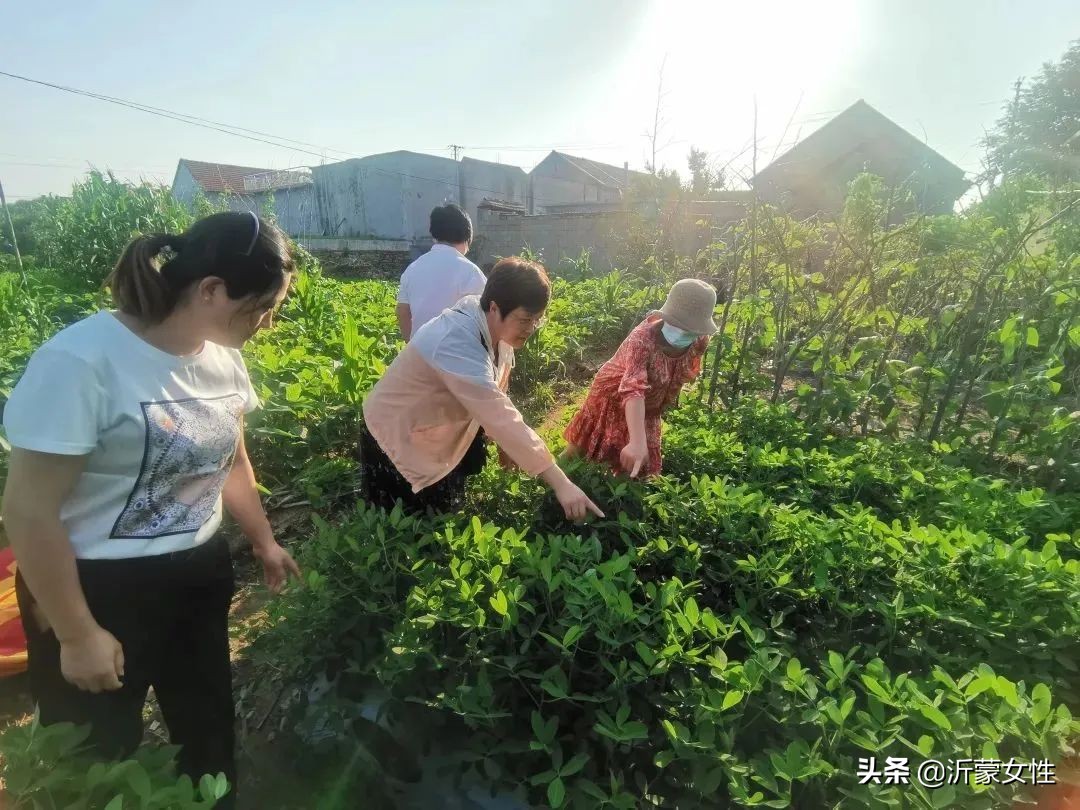 “沂”起学理论·创业创新巾帼行罗庄、沂水、费县、兰陵开展“乡村振兴巾帼行动”沂蒙行志愿服务直通车活动