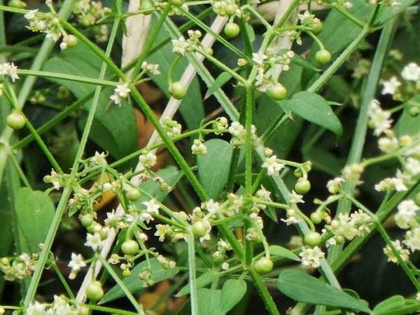 茜草是什么的根,茜草是怎样的植物