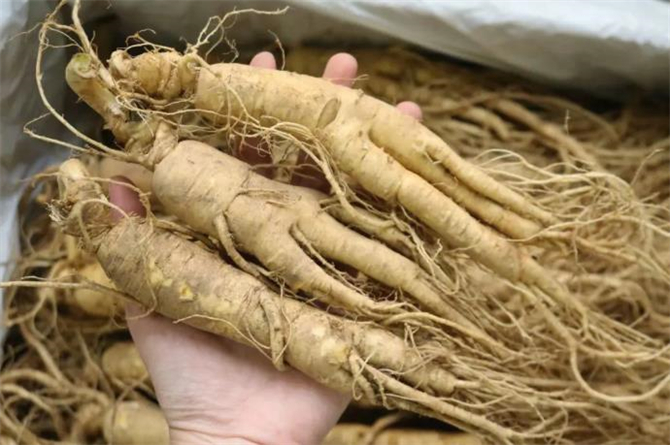 新鲜人参怎么储存,人参可以储存的时间是多久