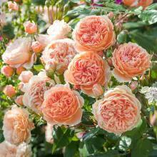 婀娜多姿的鲜花,一朵鲜花点缀不出绚丽多姿的春天