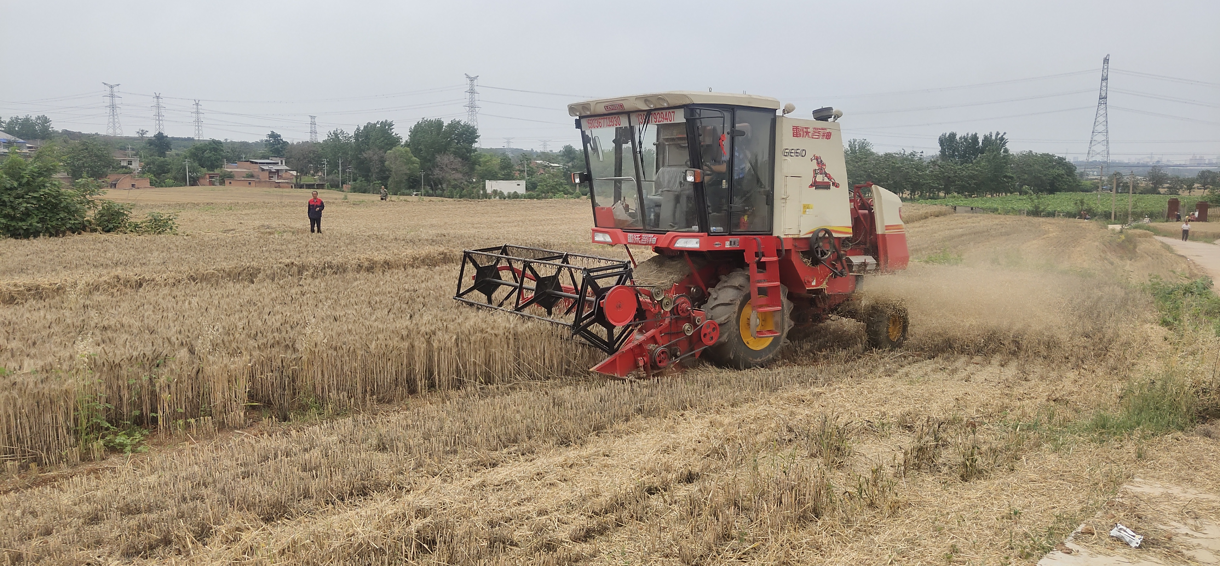 小麦发芽发霉是什么原因,今年遇到连续阴雨小麦发芽发霉