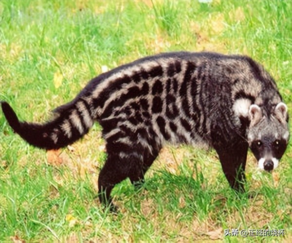 灵猫属于什么猫,长尾灵猫是猫科动物吗