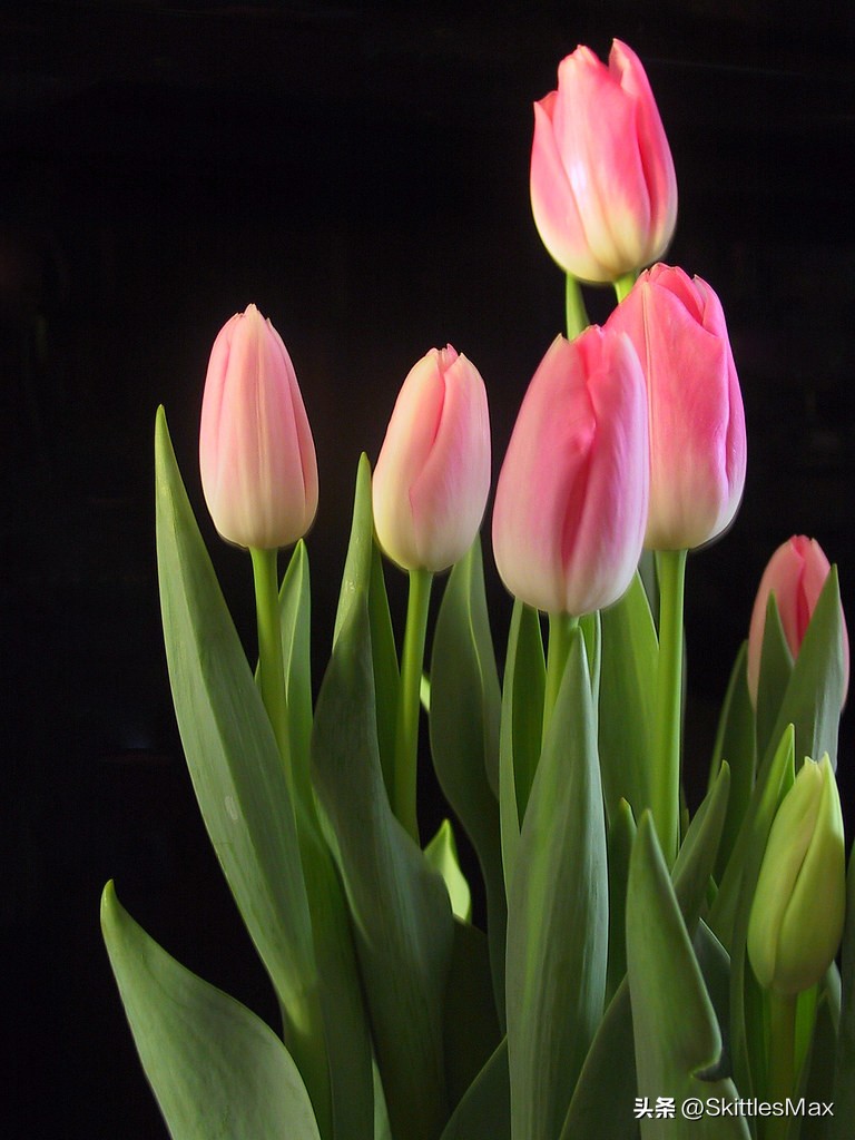 一花一草一世界郁金香,一日一花完整版