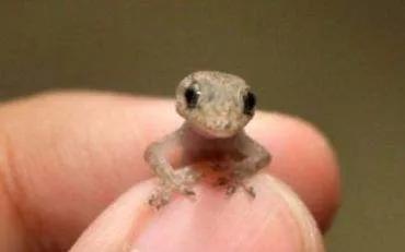 壁虎为什么会被称为五毒,壁虎为什么被称为五毒之一