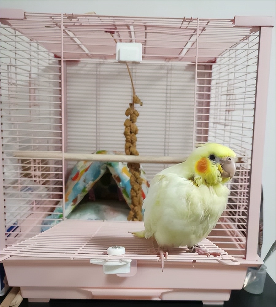 玄凤鹦鹉与虎皮鹦鹉吃的粮一样吗,新手刚养鹦鹉该怎么饲养鹦鹉呢