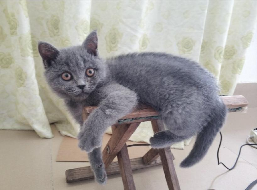 英短纯种和不纯种区别,英短品种不纯怎么办