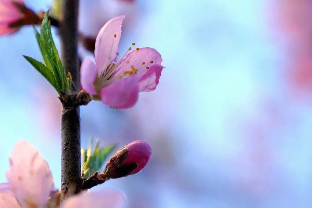桃花运是艳遇还是恋爱,为什么桃花运叫桃花运
