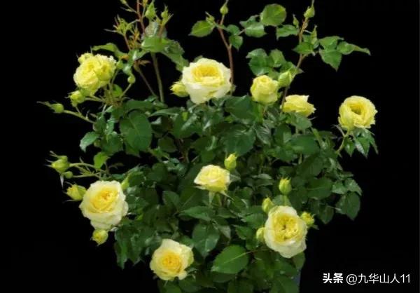 微型月季品种价格是多少 (微型月季品种有哪些)