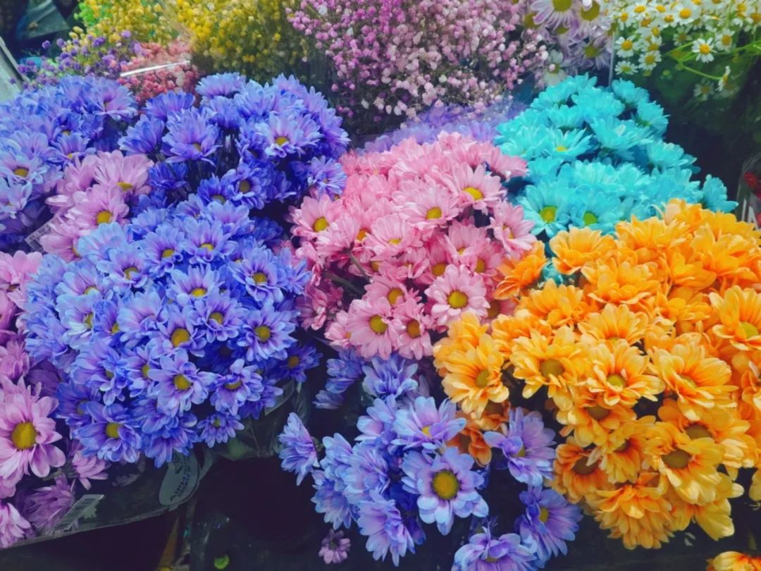 人间芳菲盛，浪漫满怀时！520济南必逛10家宝藏花市指南！