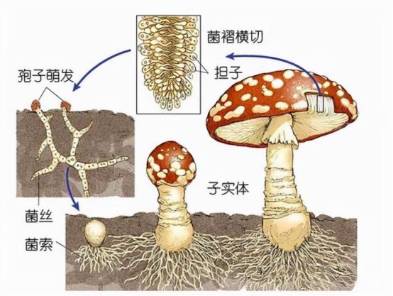地球上现存最大的生物是树吗,地球上最大的生物多少米