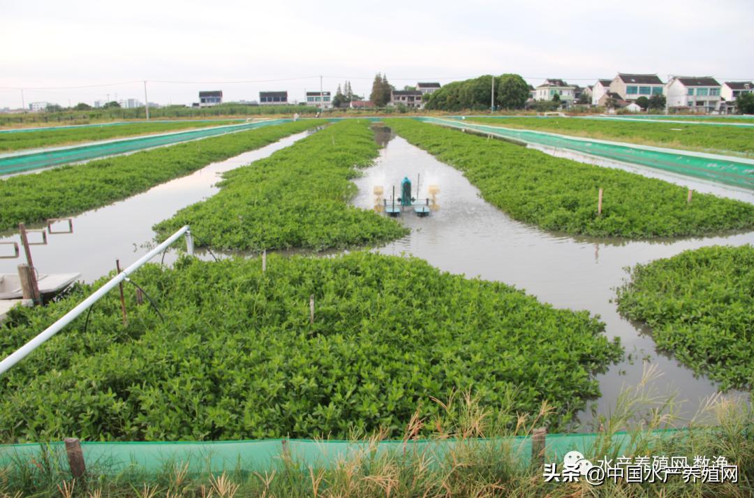 大闸蟹养殖技术与成本,养蟹技术大闸蟹