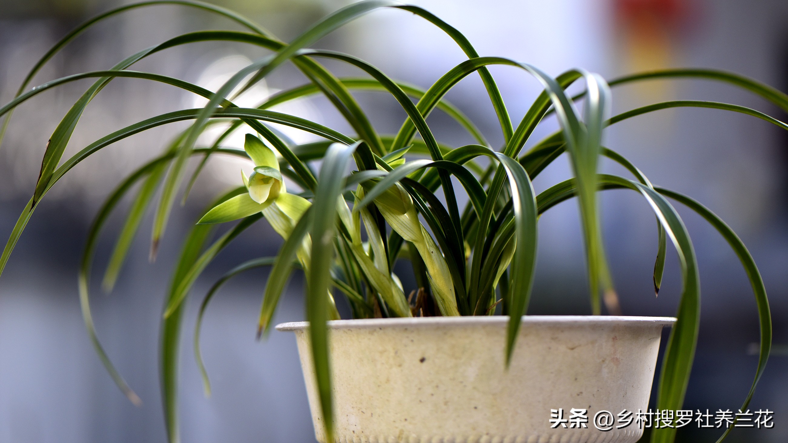 新手兰花不开花怎么办,新手养兰花不能做的事