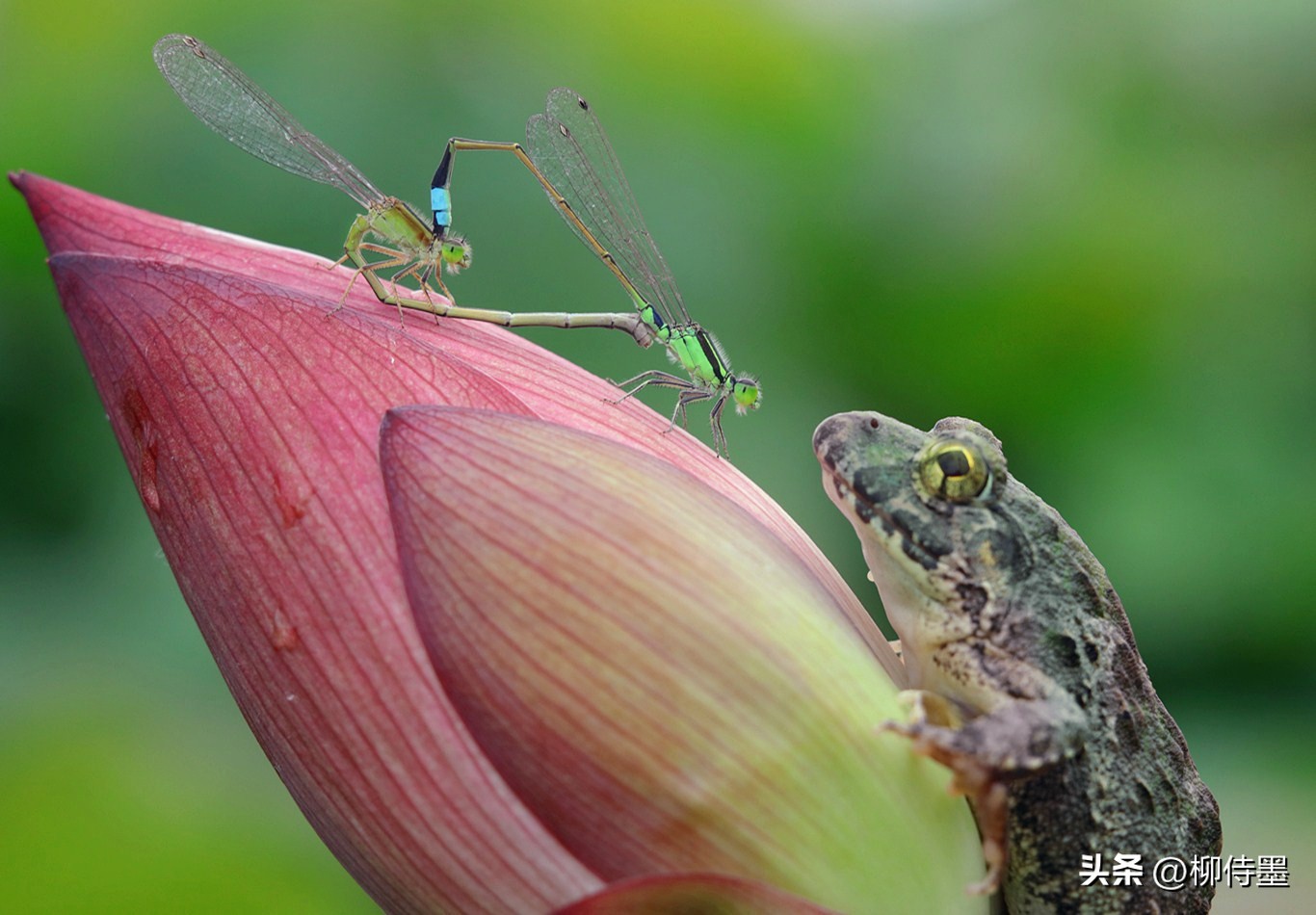 拍荷花怎么拍出高级感专业模式,如何拍出荷花高清图片