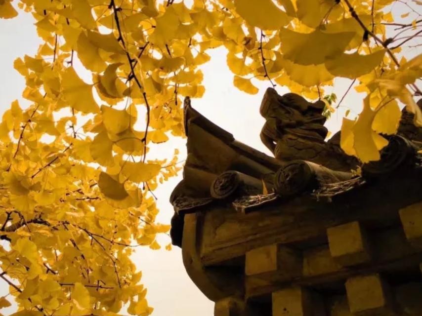 叶向真回忆父亲*剑英叶**：为陈毅病情拍桌发怒