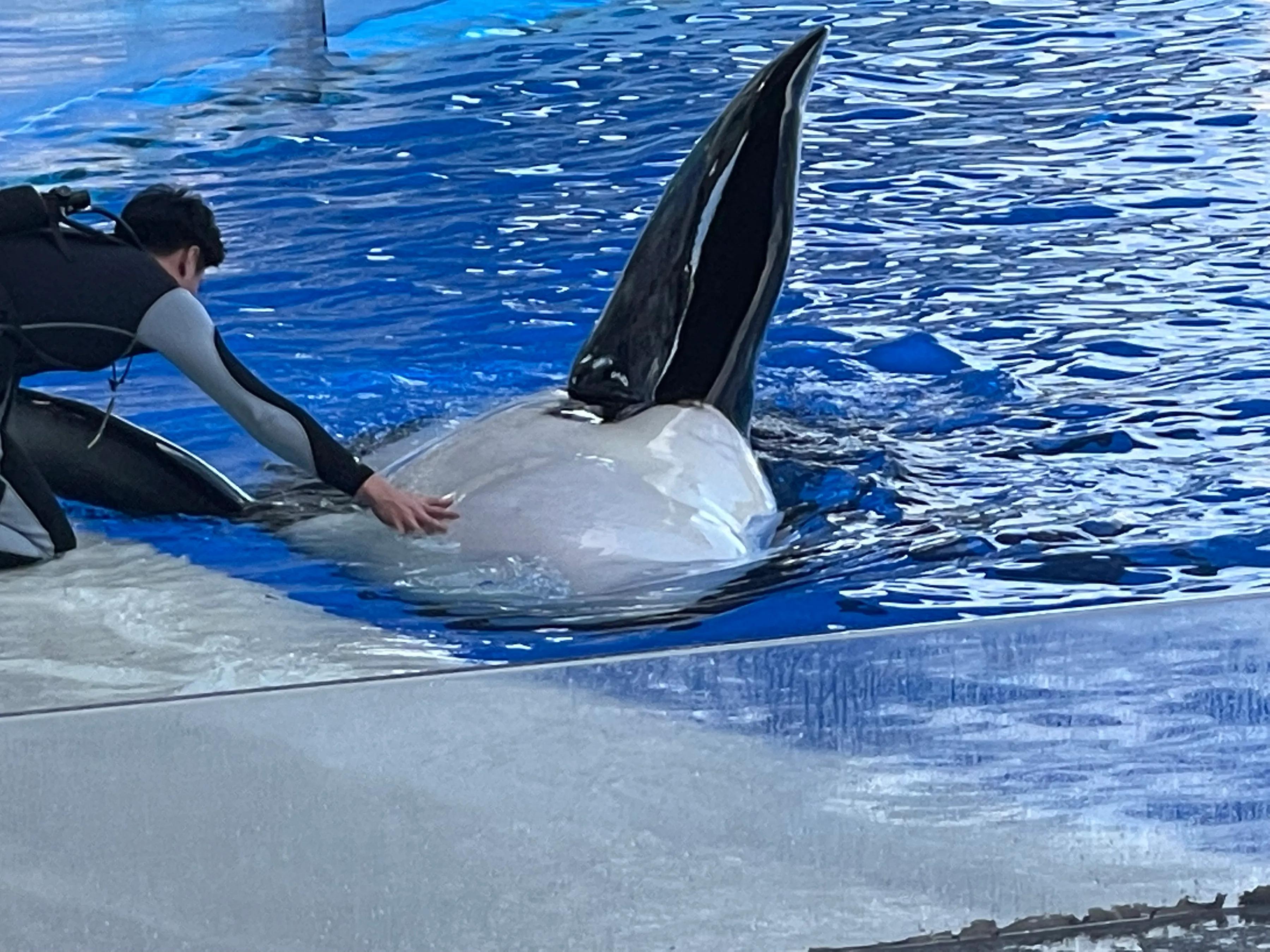 游上海海昌海洋公园攻略图,游上海海昌海洋公园作文方位顺序