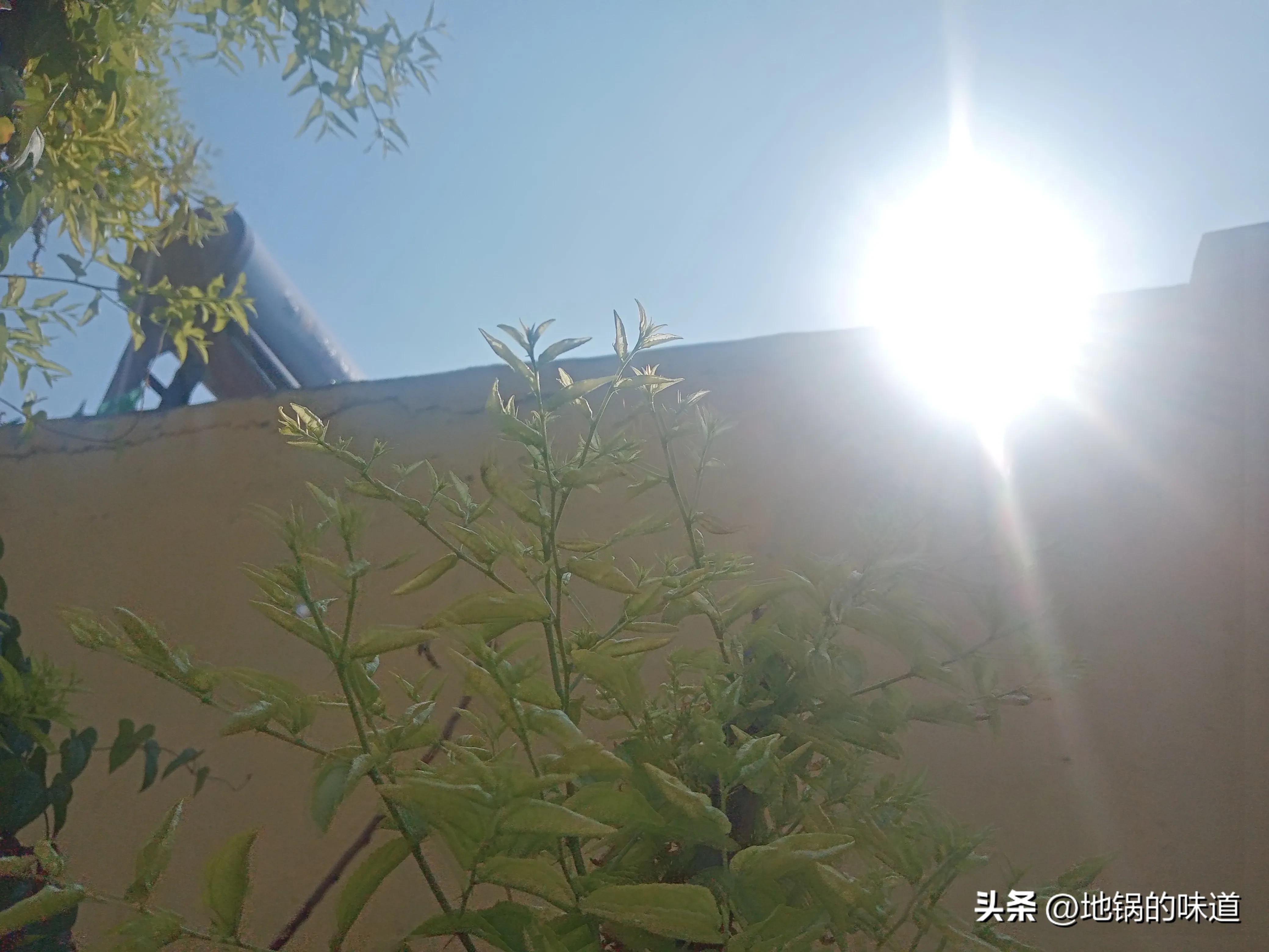 明日入伏别忘给家人吃伏天六宝,明日入伏三伏天应注意什么