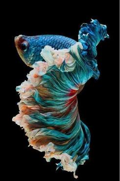 斗鱼米娜跳舞,斗鱼美女舞蹈