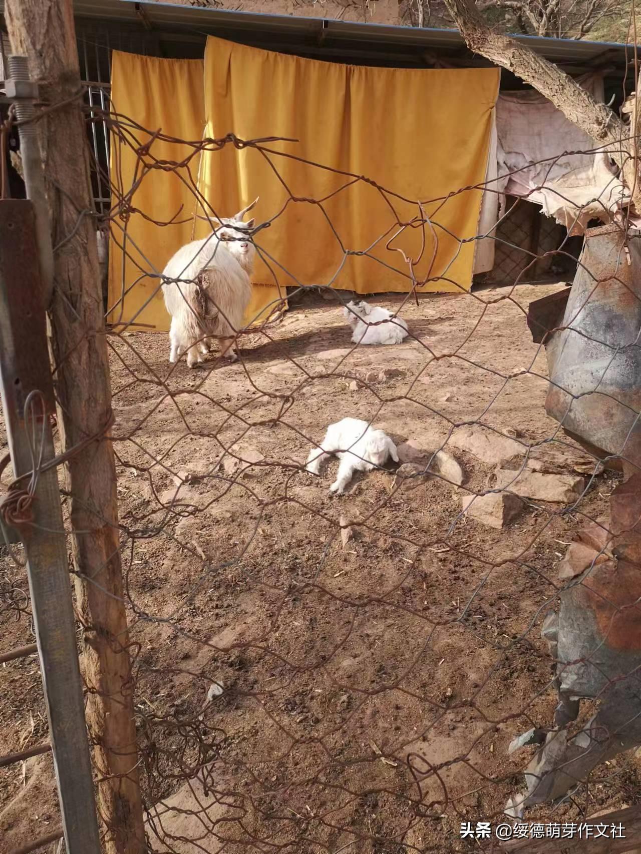 绥德田庄镇黄家洼村,黄家村方言