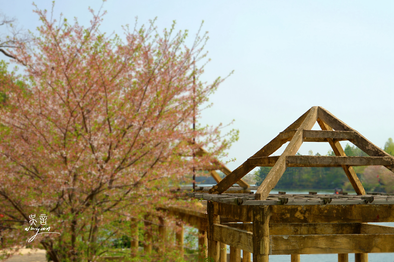 武汉看樱花半日游,武汉看樱花一日游