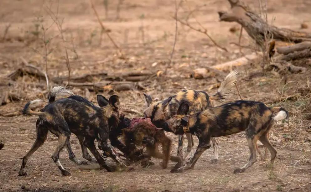 进击的狗群：非洲野狗在三年内，干掉了五十多只狒狒