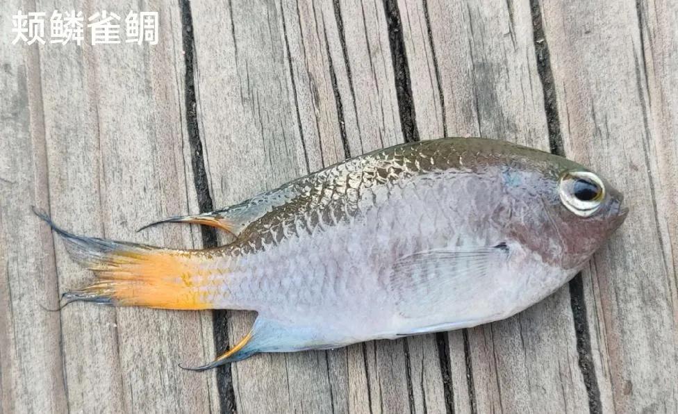 20种常见海鱼,十大常见野生海鱼