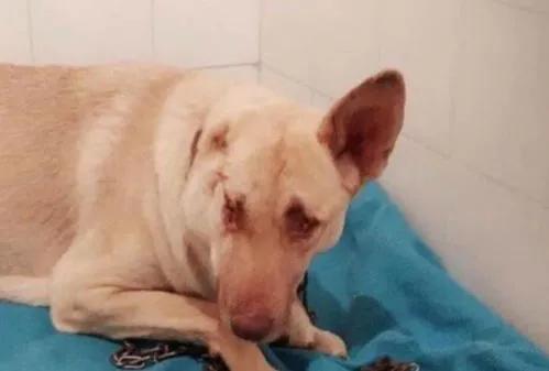 《狗王老笨的英雄路》2：七星犬自有天助，单耳立狗王大战群雄