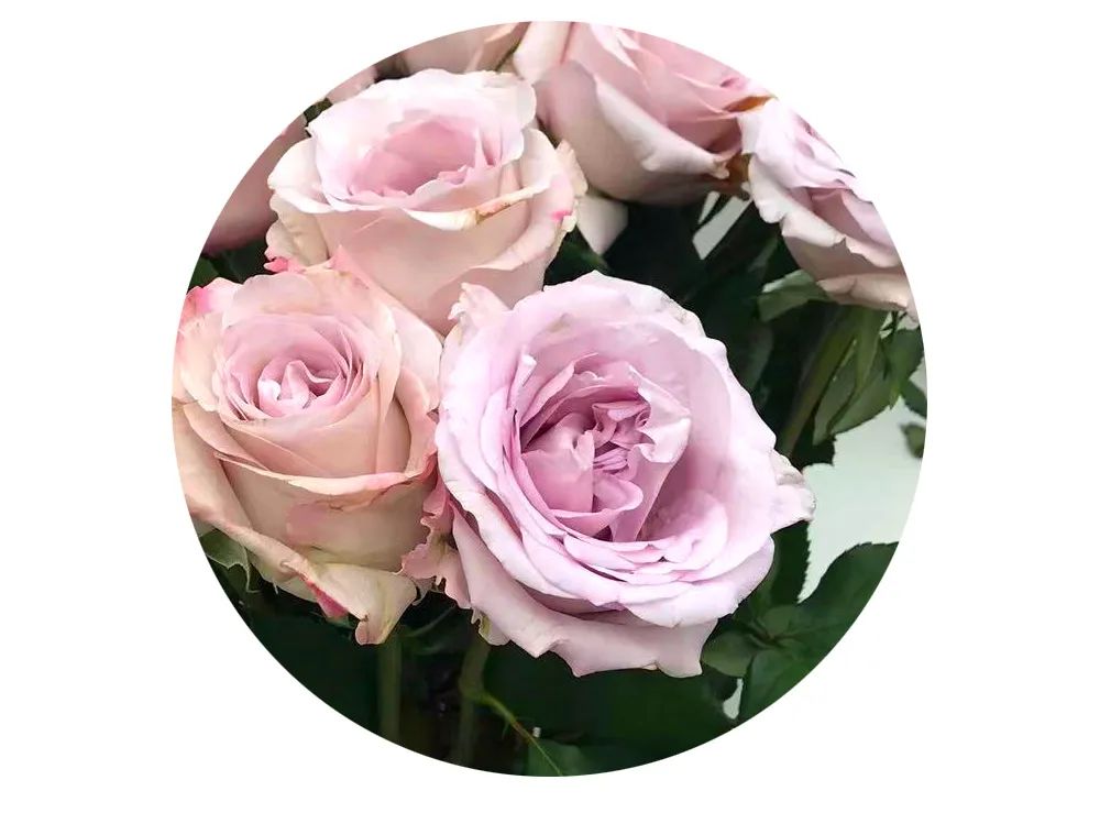 最美邂逅：百合博览园里美不胜收的名贵之花