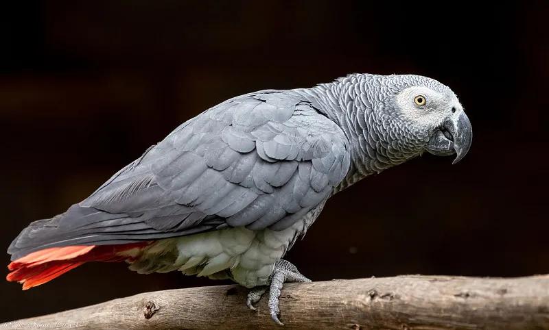 素食宠物食品,素食宠物零食有哪些品种