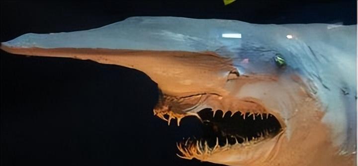 剑吻鲨和哥布林鲨是同类吗,剑吻鲨和深海霸主