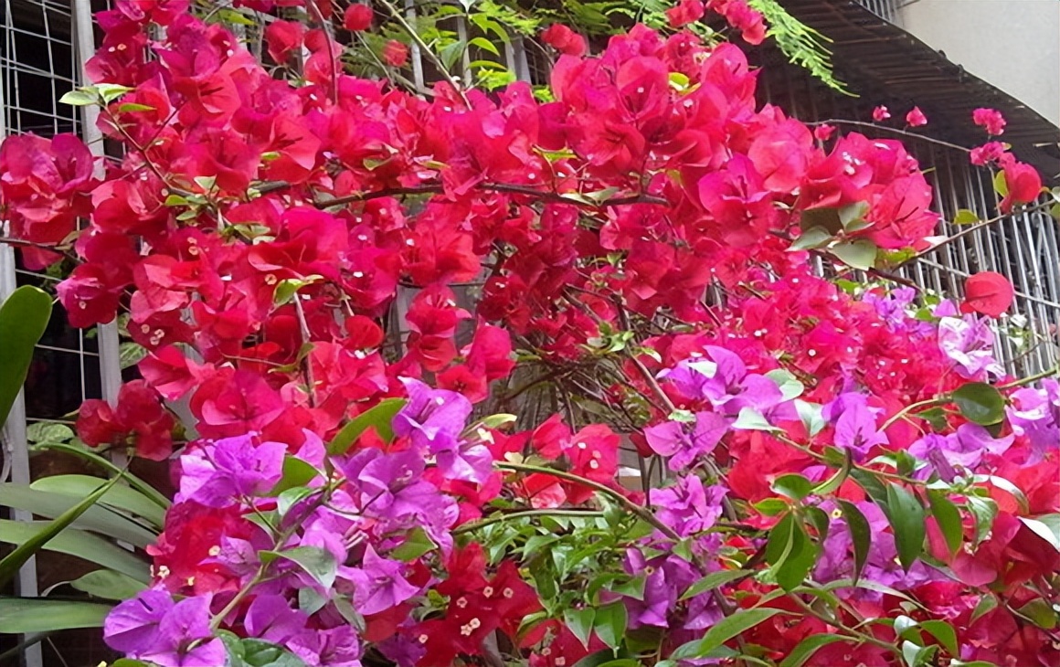 什么品种的巴西花好,巴西进口最好养的花