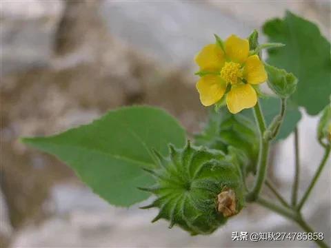 小苘麻的图片,苘麻图片