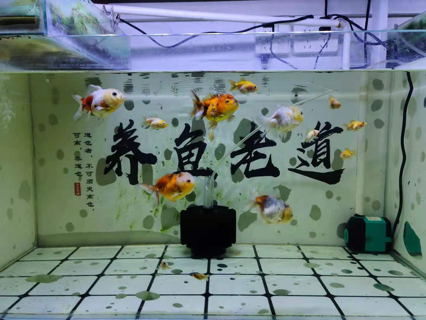 刚买回来的蝴蝶鲤趴缸了能换水吗,观赏鱼入缸多长时间能稳定下来