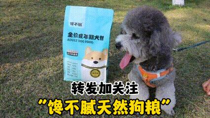 狗狗天天早上六点叫我起床怎么办,狗狗晚上一直叫多少天可以缓解