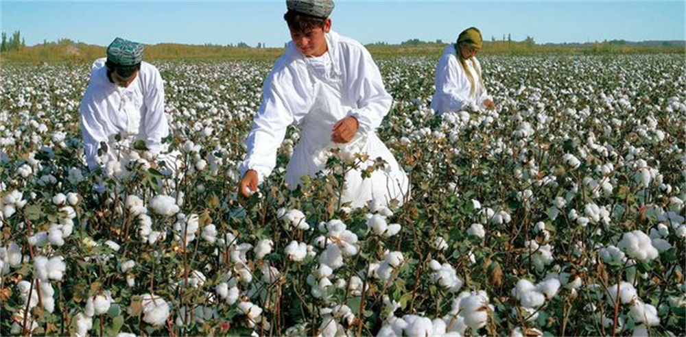 “棉花公主”杨敏德：溢达纺织就是用*疆新**棉，美国人爱买不买