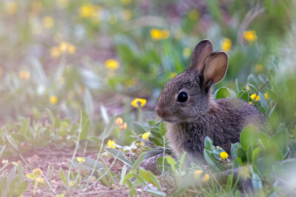 介绍兔子的英文短语不少于五句,和兔子有关的英语短句
